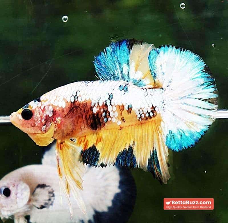 Betta fish HMPK Ukraine Multi Galaxy - Image 3