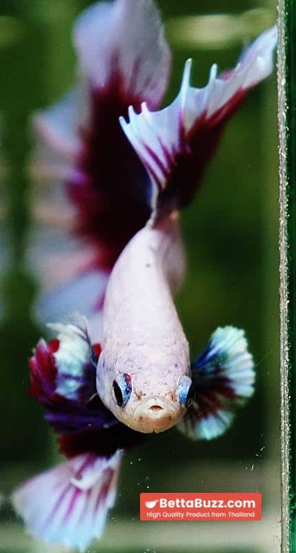 Betta fish Prince of Purple Lavender Butterfly (OHM) - Image 7