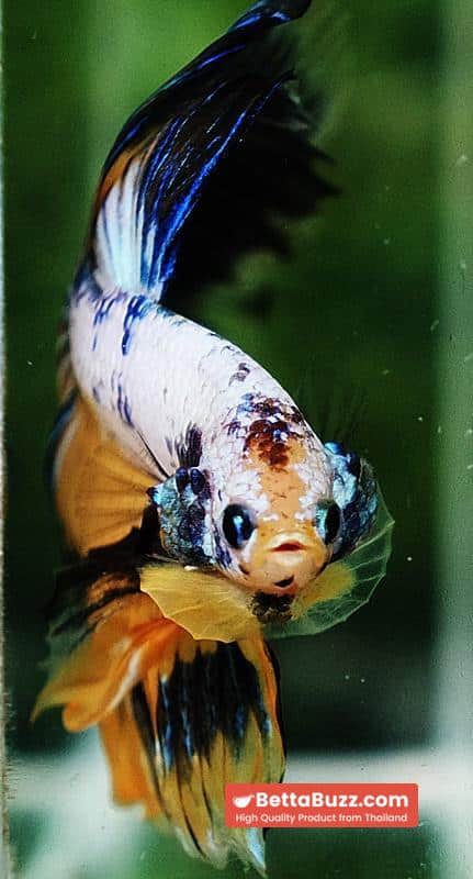 Betta fish HM Fancy Yellow Marcaw - Image 7