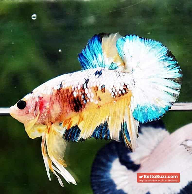 Betta fish HMPK Ukraine Multi Galaxy - Image 5
