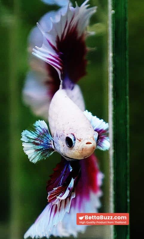 Betta fish Prince of Purple Lavender Butterfly (OHM) - Image 8