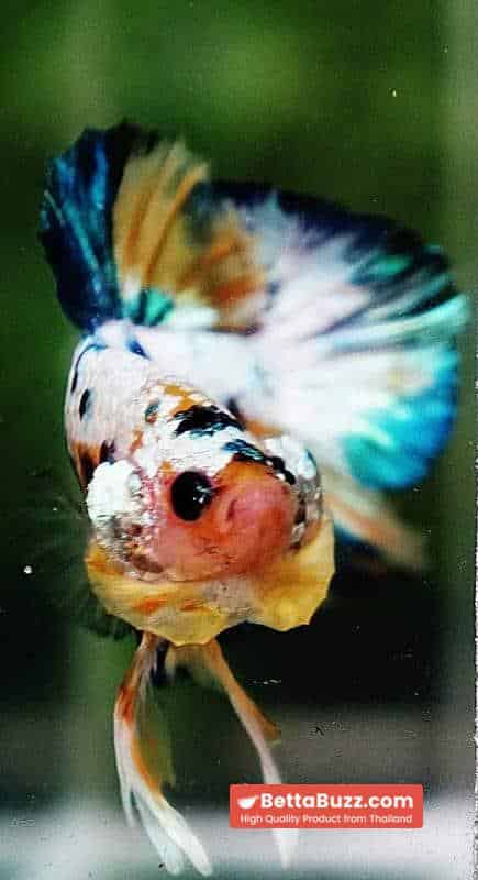 Betta fish HMPK Ukraine Multi Galaxy - Image 7