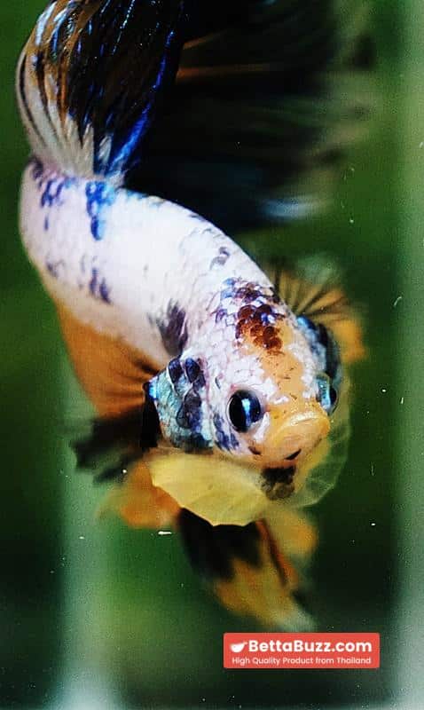 Betta fish HM Fancy Yellow Marcaw - Image 8