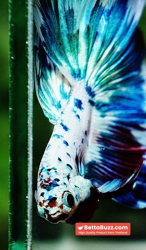 Betta fish OHM Fancy Blue Marble - Image 7
