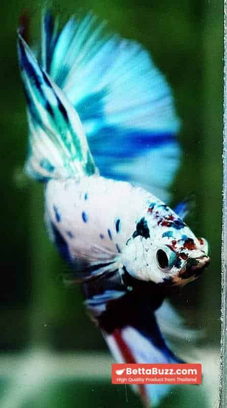 Betta fish OHM Fancy Blue Marble - Image 8