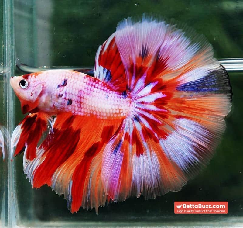 Betta fish OHM Magical Pink Candy Nemo Series - Image 2