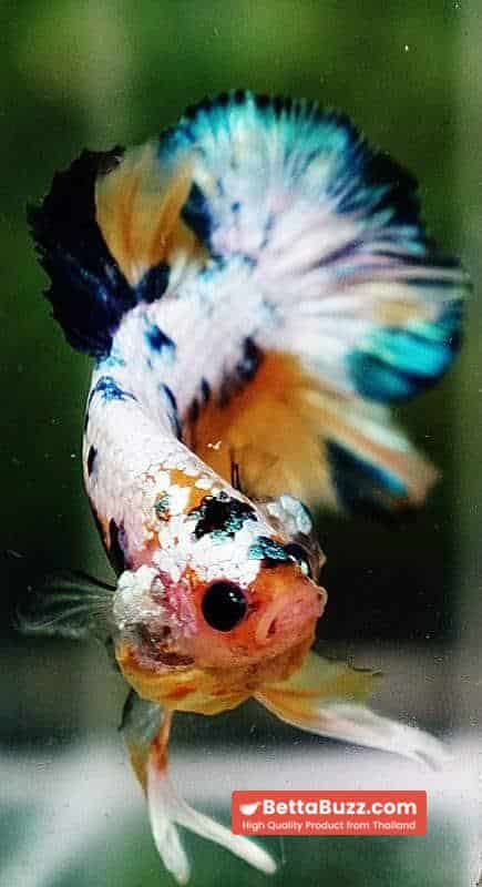 Betta fish HMPK Ukraine Multi Galaxy - Image 8