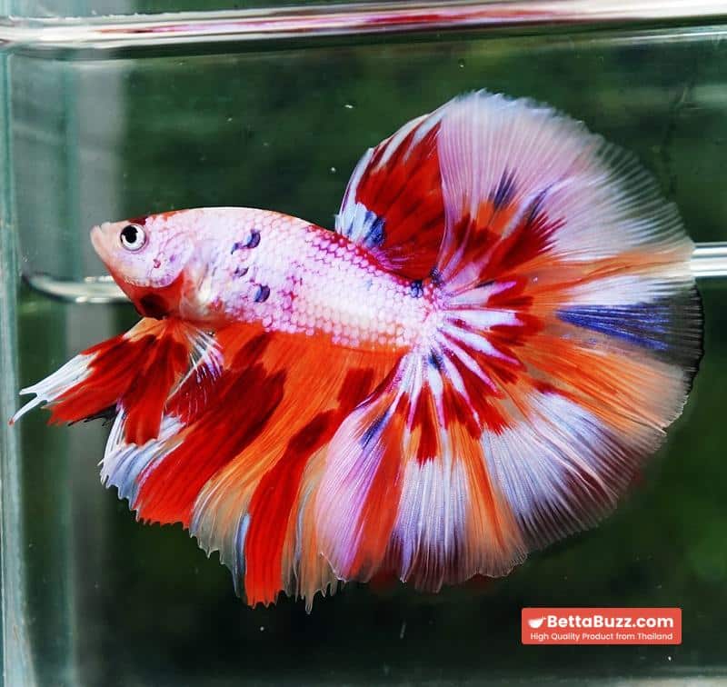 Betta fish OHM Magical Pink Candy Nemo Series - Image 4