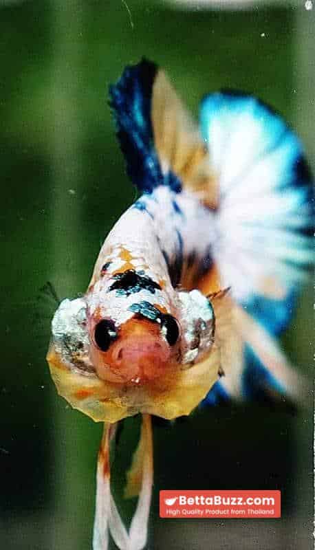 Betta fish HMPK Ukraine Multi Galaxy - Image 9