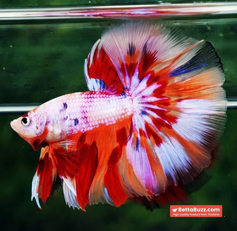 Betta fish OHM Magical Pink Candy Nemo Series - Image 6