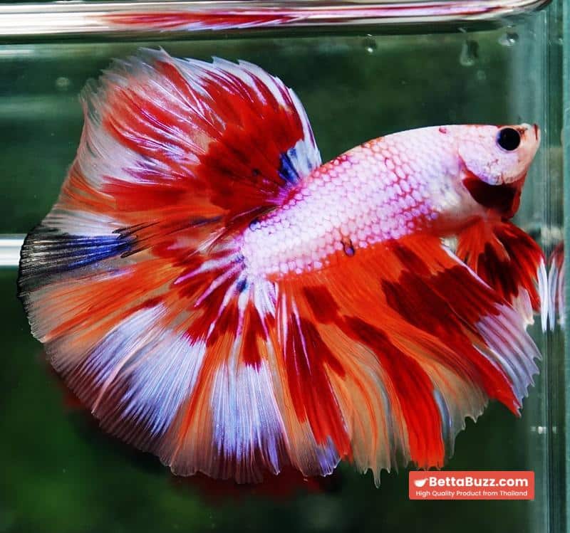 Betta fish OHM Magical Pink Candy Nemo Series - Image 5