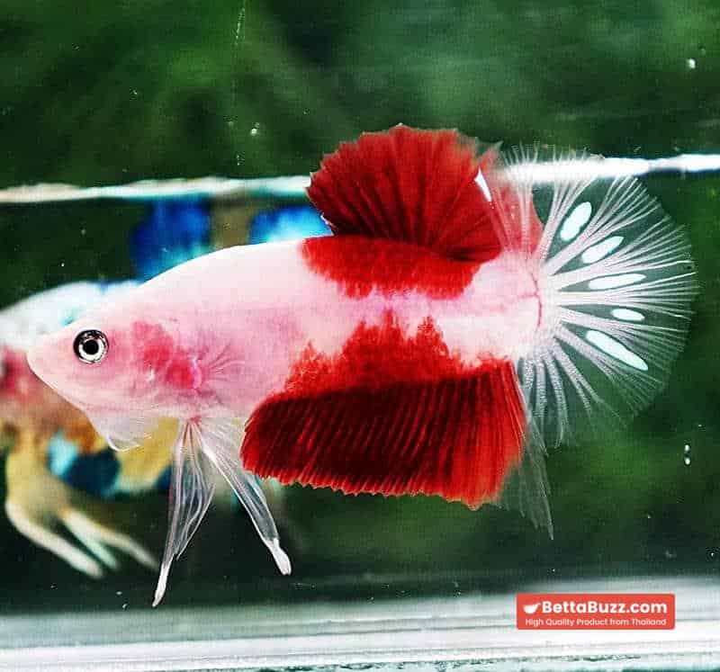 Betta fish HMPK Tun-Jo Koi - Image 2