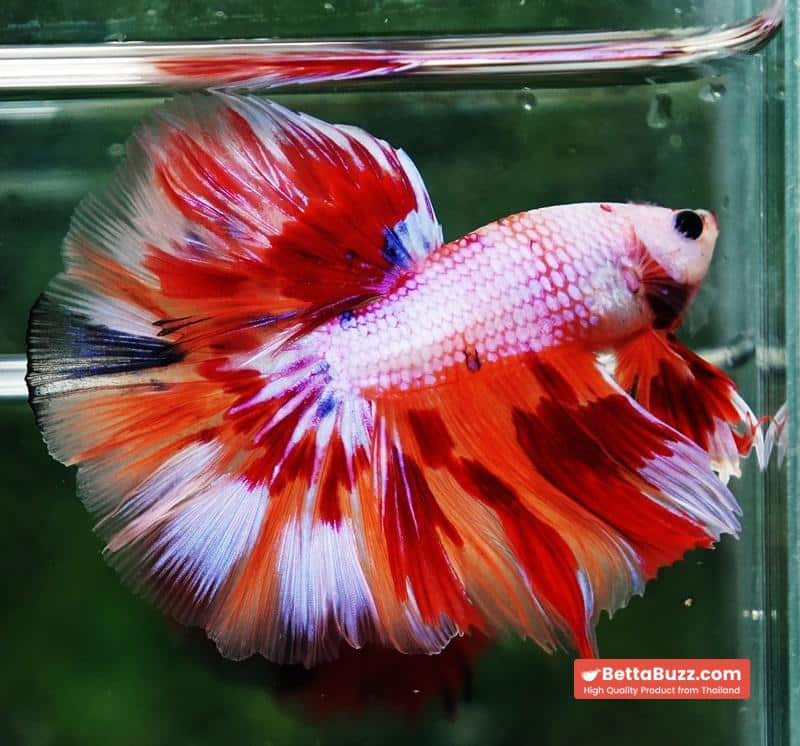 Betta fish OHM Magical Pink Candy Nemo Series - Image 3