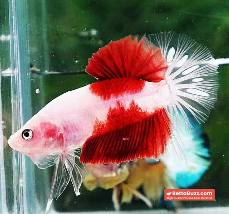 Betta fish HMPK Tun-Jo Koi - Image 6