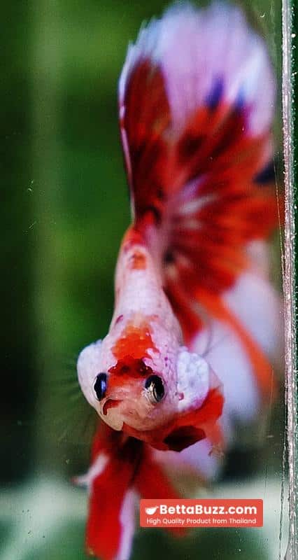 Betta fish OHM Magical Pink Candy Nemo Series - Image 7