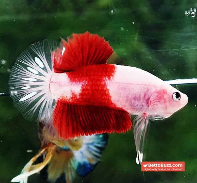 Betta fish HMPK Tun-Jo Koi - Image 3