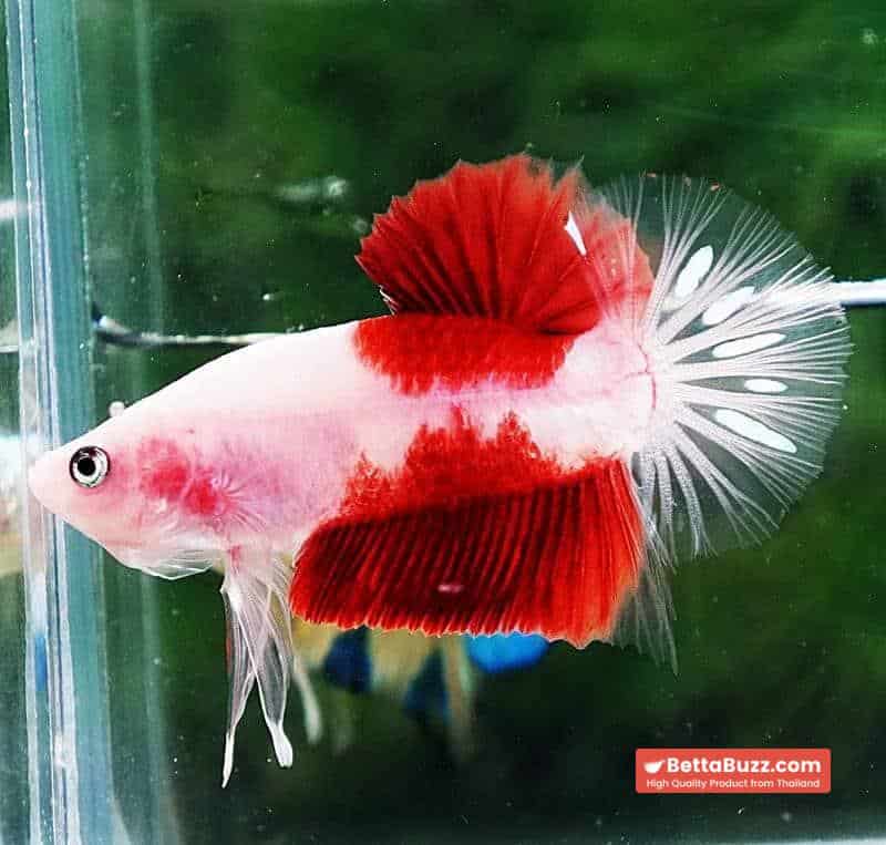 Betta fish HMPK Tun-Jo Koi - Image 4