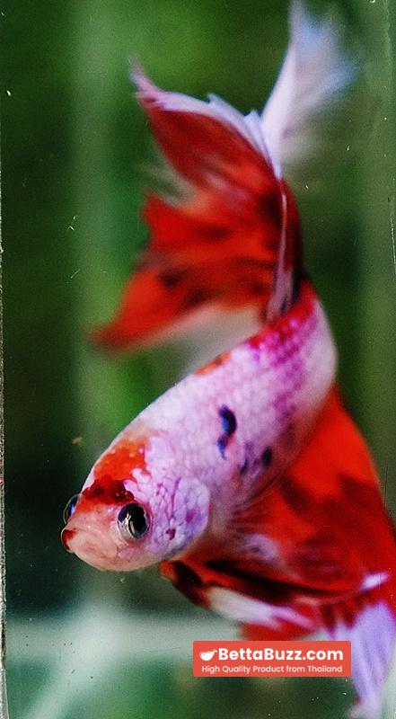 Betta fish OHM Magical Pink Candy Nemo Series - Image 8