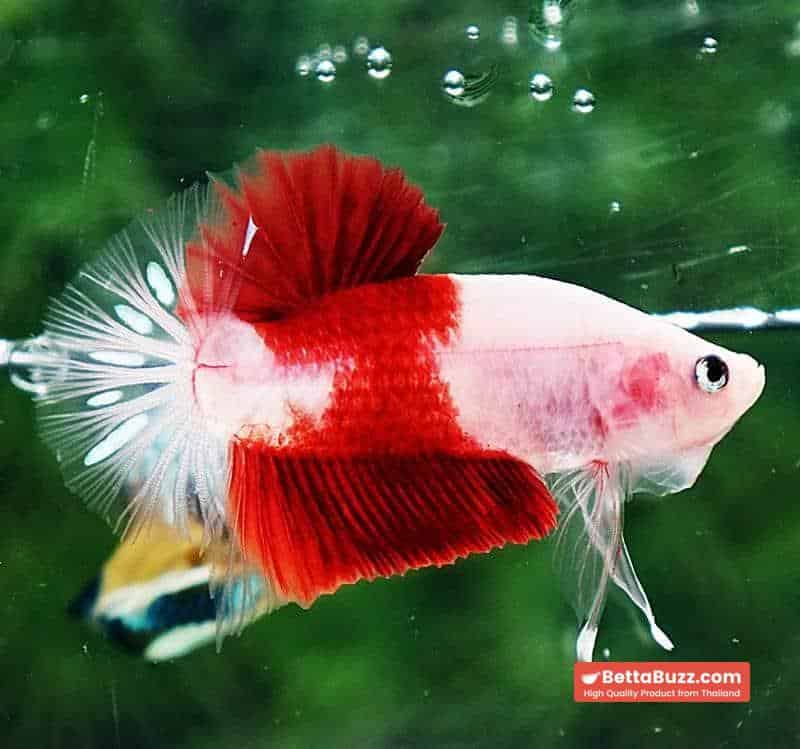 Betta fish HMPK Tun-Jo Koi - Image 5