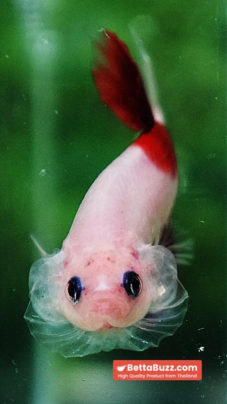 Betta fish HMPK Tun-Jo Koi - Image 7