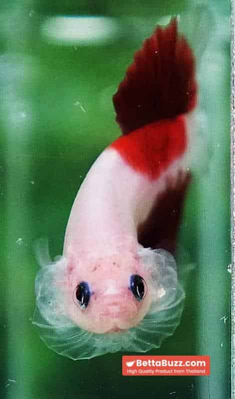 Betta fish HMPK Tun-Jo Koi - Image 8
