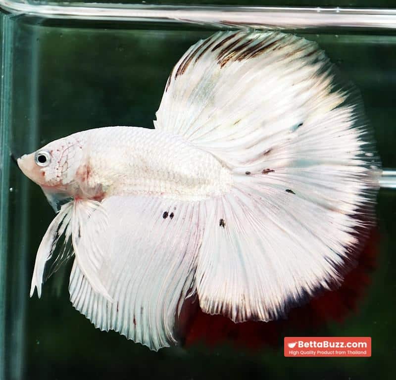 Betta fish HM White Dragon Platinum Copper Dot - Image 5