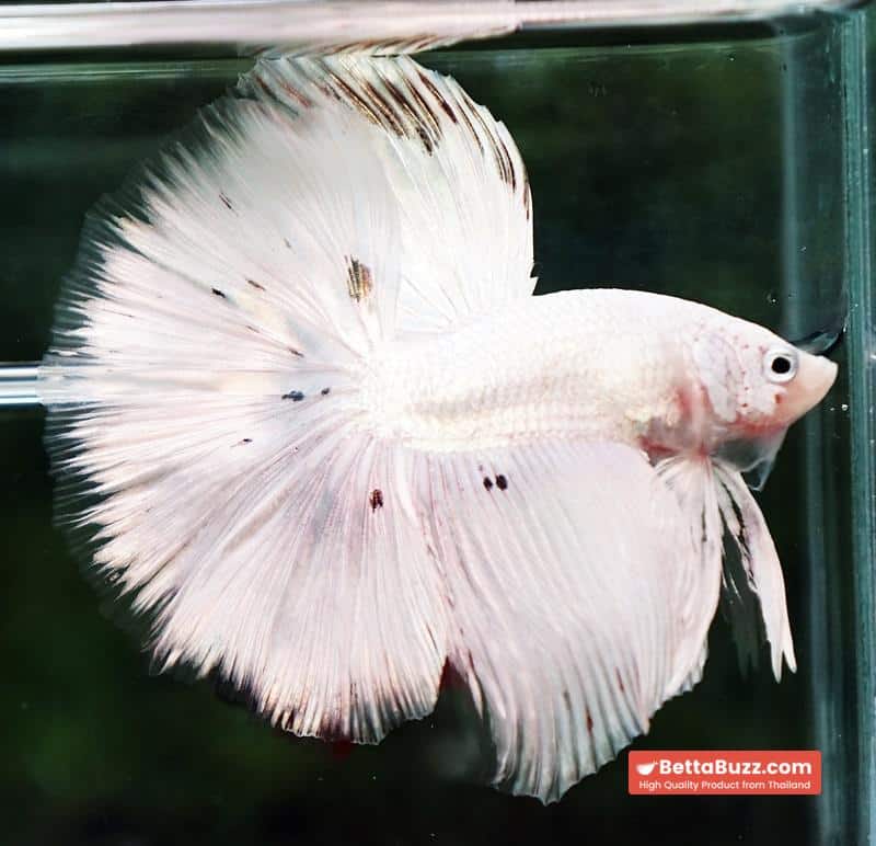 Betta fish HM White Dragon Platinum Copper Dot - Image 6