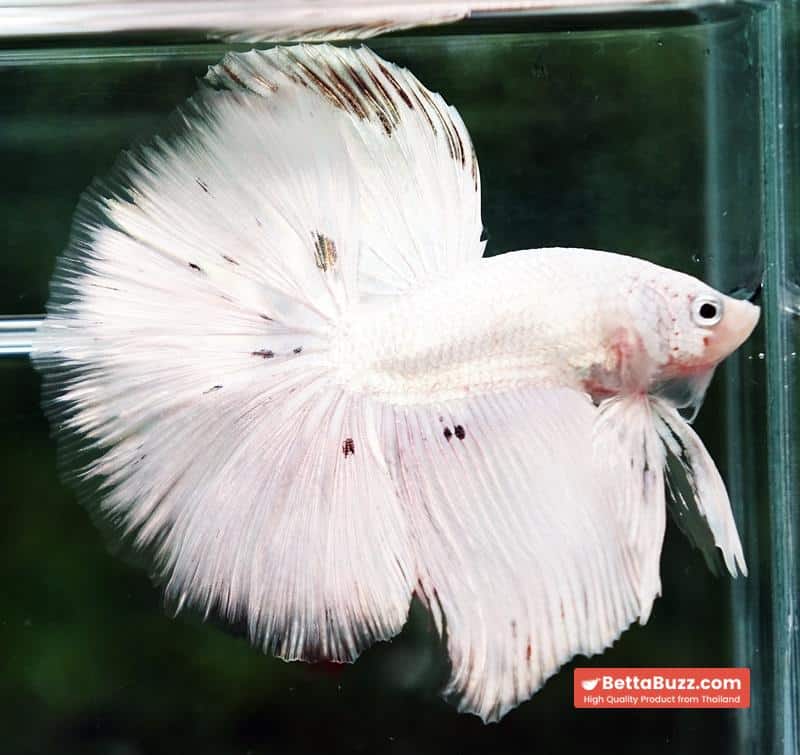 Betta fish HM White Dragon Platinum Copper Dot - Image 4