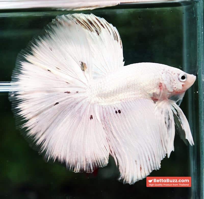 Betta fish HM White Dragon Platinum Copper Dot - Image 2