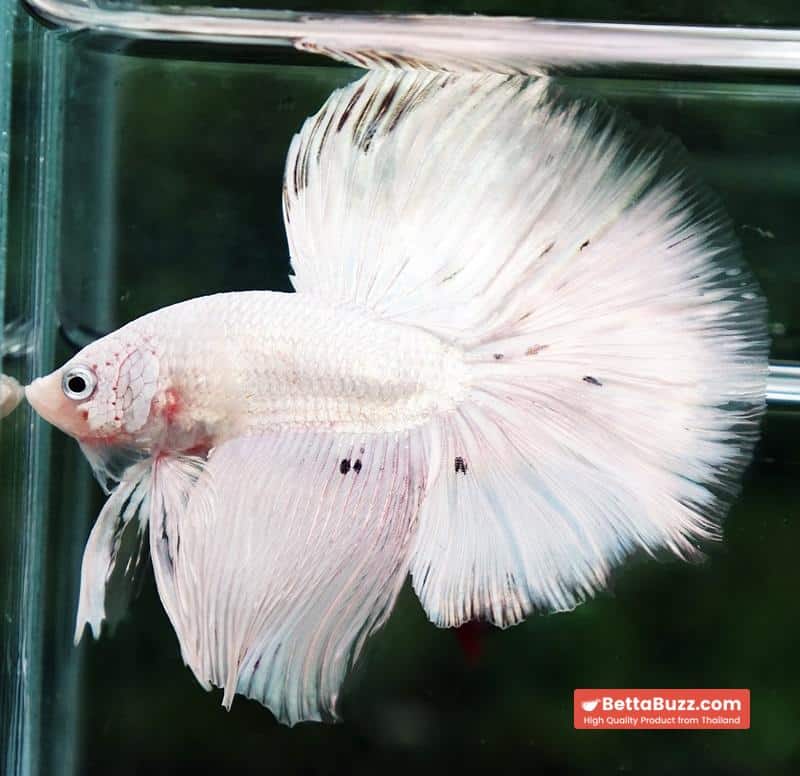 Betta fish HM White Dragon Platinum Copper Dot - Image 3