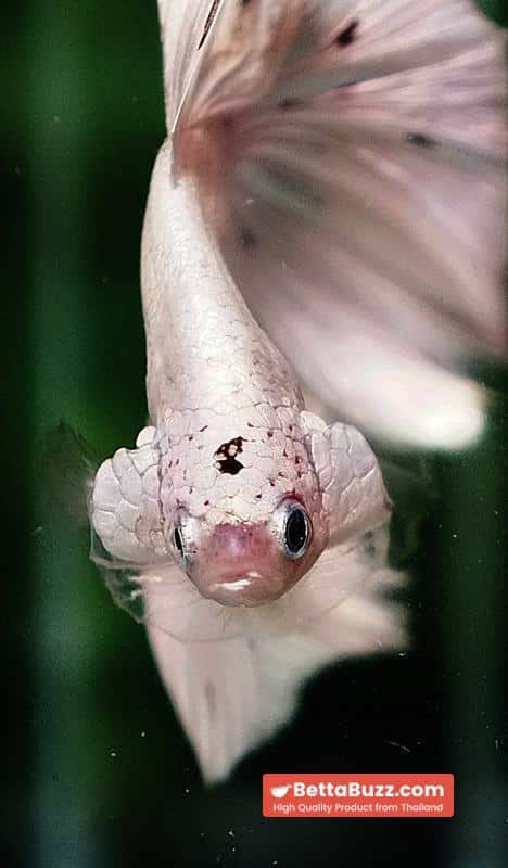 Betta fish HM White Dragon Platinum Copper Dot - Image 7
