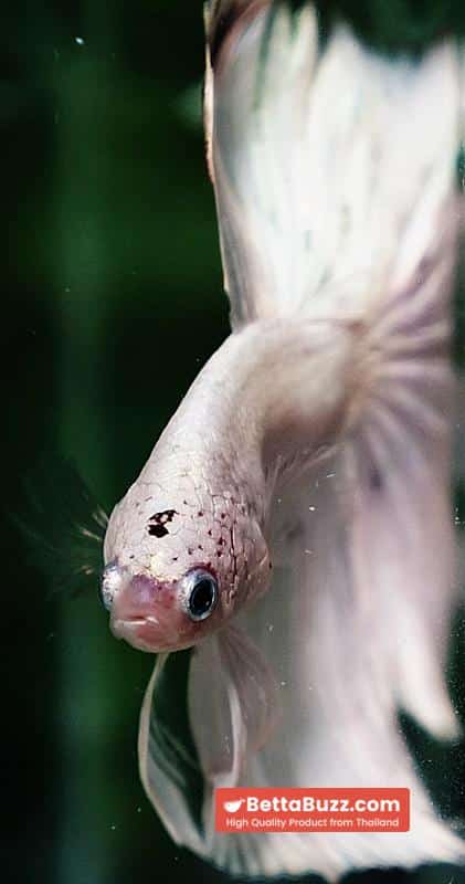 Betta fish HM White Dragon Platinum Copper Dot - Image 8