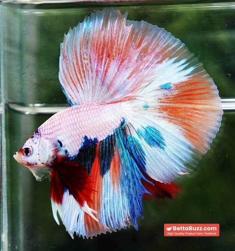 Betta fish HM Fancy Nemo Marble - Image 3