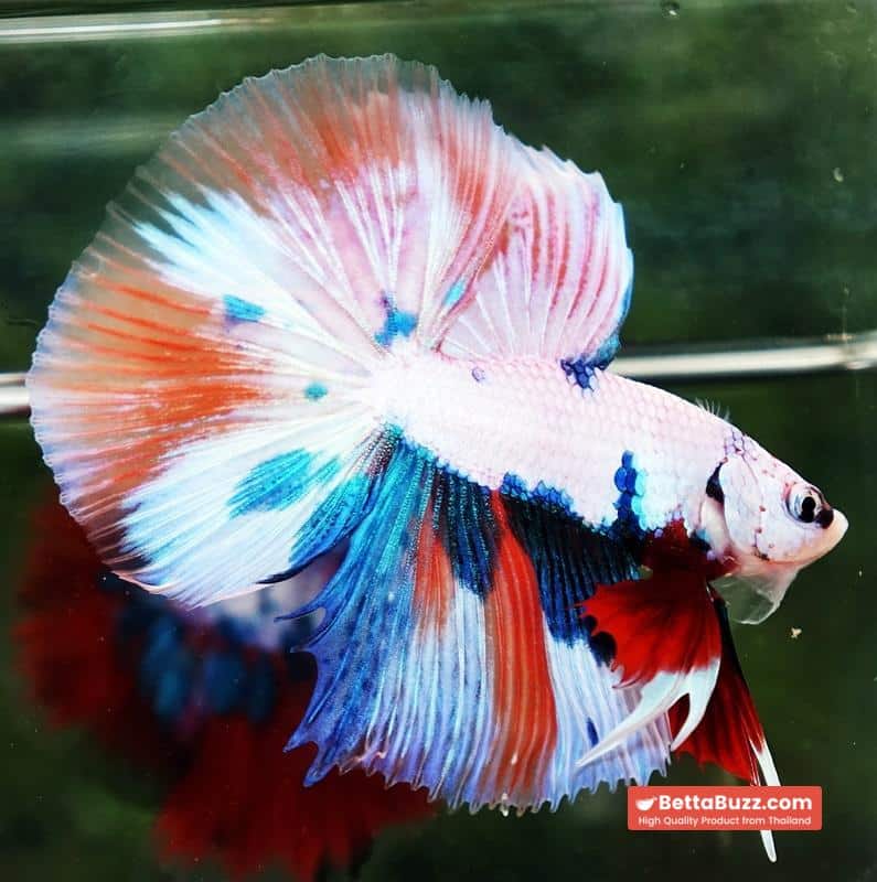 Betta fish HM Fancy Nemo Marble - Image 2