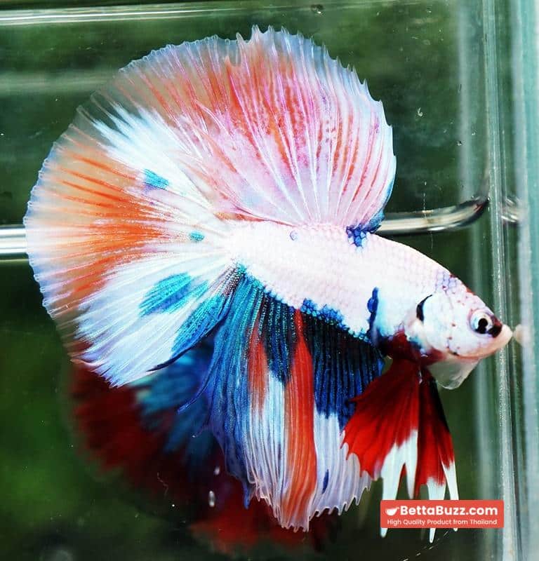Betta fish HM Fancy Nemo Marble - Image 4