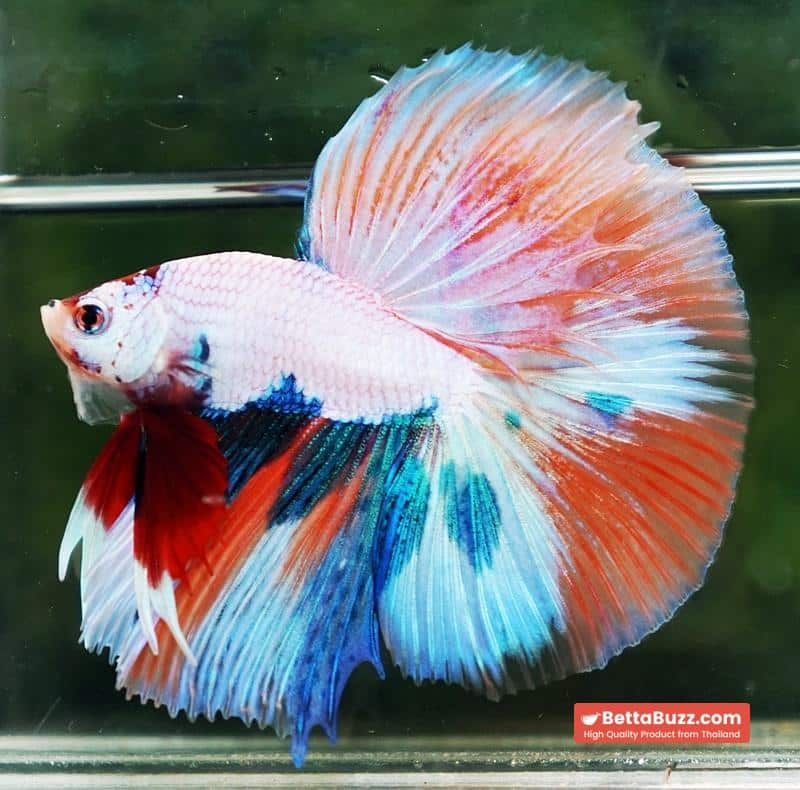Betta fish HM Fancy Nemo Marble - Image 5
