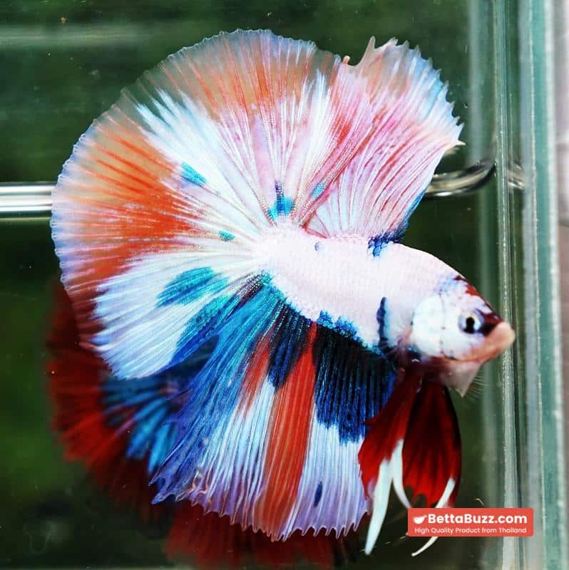 Betta fish HM Fancy Nemo Marble - Image 6