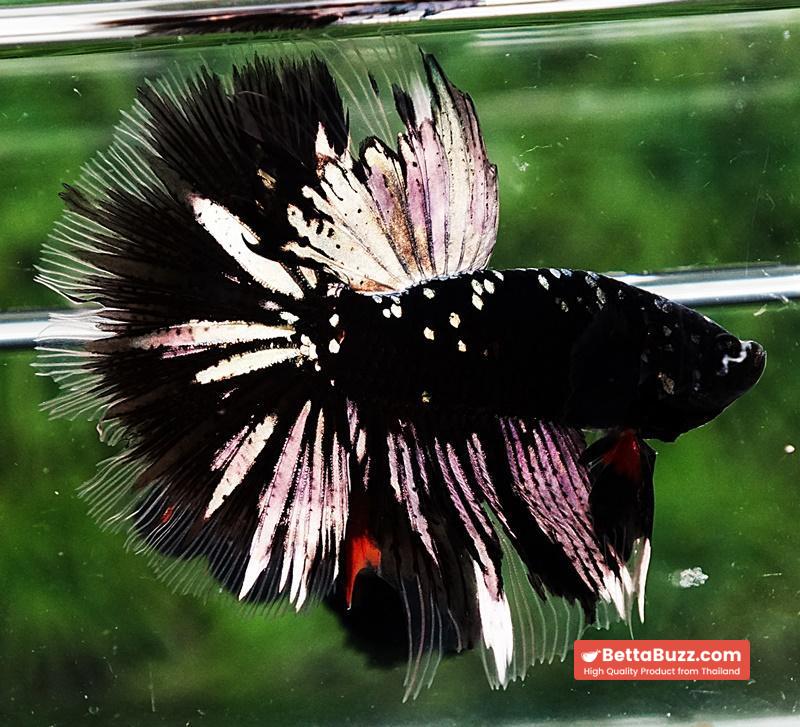 Betta fish OHM Shadow Black Star (Ultra Rare) - Image 3