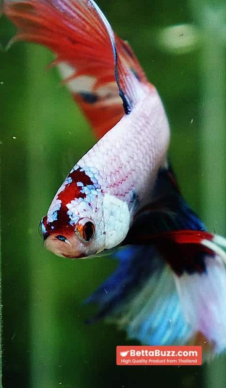 Betta fish HM Fancy Nemo Marble - Image 7