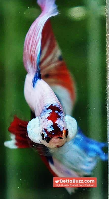 Betta fish HM Fancy Nemo Marble - Image 8