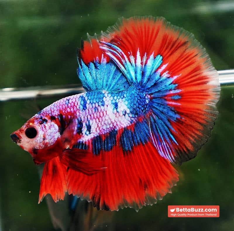 Betta fish OHM Magical Crimson Marble - Image 5