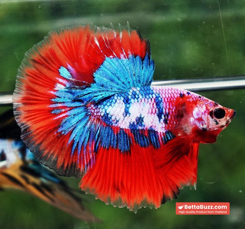 Betta fish OHM Magical Crimson Marble - Image 6