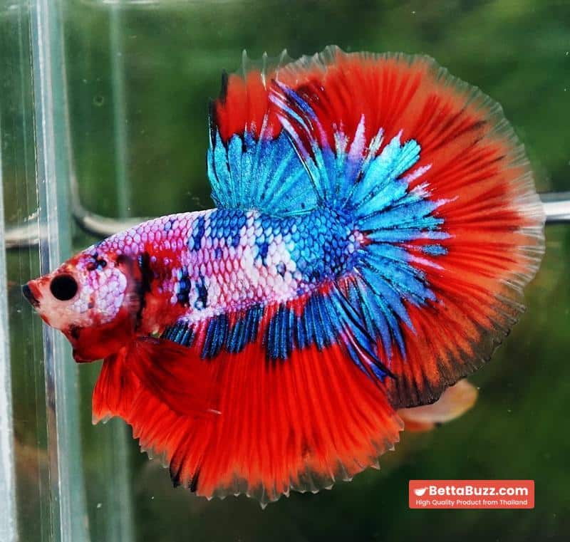 Betta fish OHM Magical Crimson Marble - Image 3