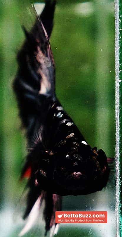 Betta fish OHM Shadow Black Star (Ultra Rare) - Image 7