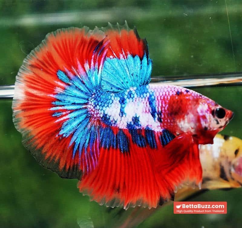 Betta fish OHM Magical Crimson Marble - Image 4