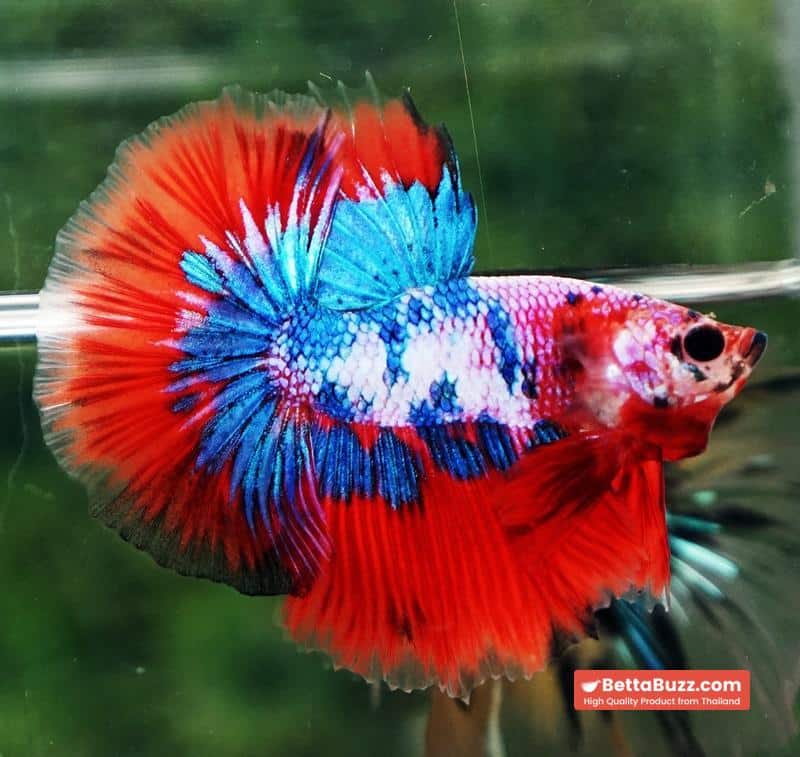 Betta fish OHM Magical Crimson Marble - Image 2