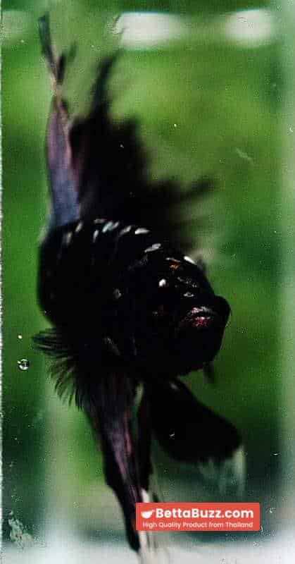 Betta fish OHM Shadow Black Star (Ultra Rare) - Image 9
