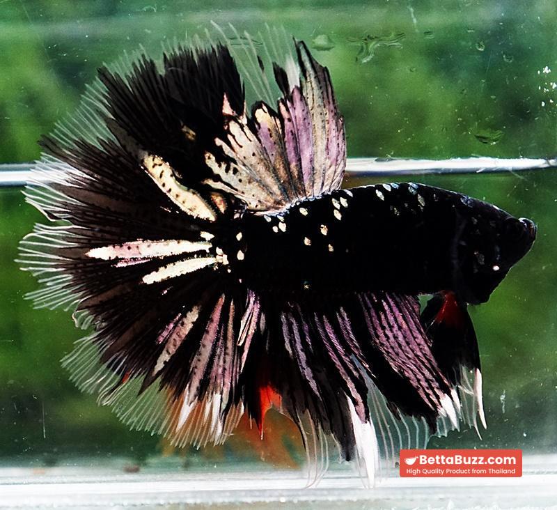 Betta fish OHM Shadow Black Star (Ultra Rare) - Image 6