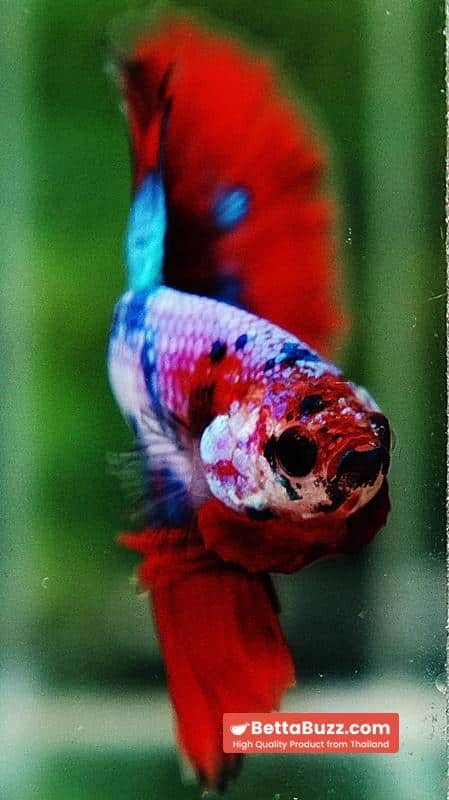 Betta fish OHM Magical Crimson Marble - Image 7