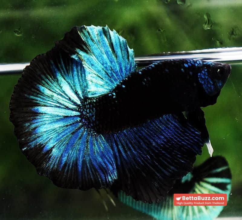 Betta fish HM Helmet Blue Samurai Black Ring (Rare) - Image 4